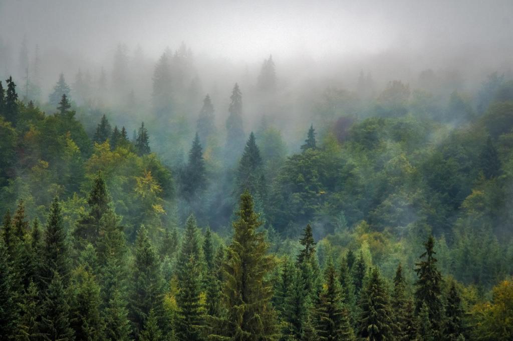 A forest surrounded by mist